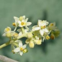 Lire la suite à propos de l’article Olive (23)