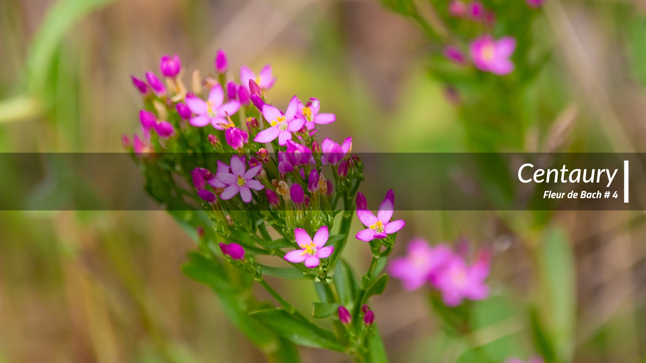 Lire la suite à propos de l’article Centaury : Fleur de Bach #4